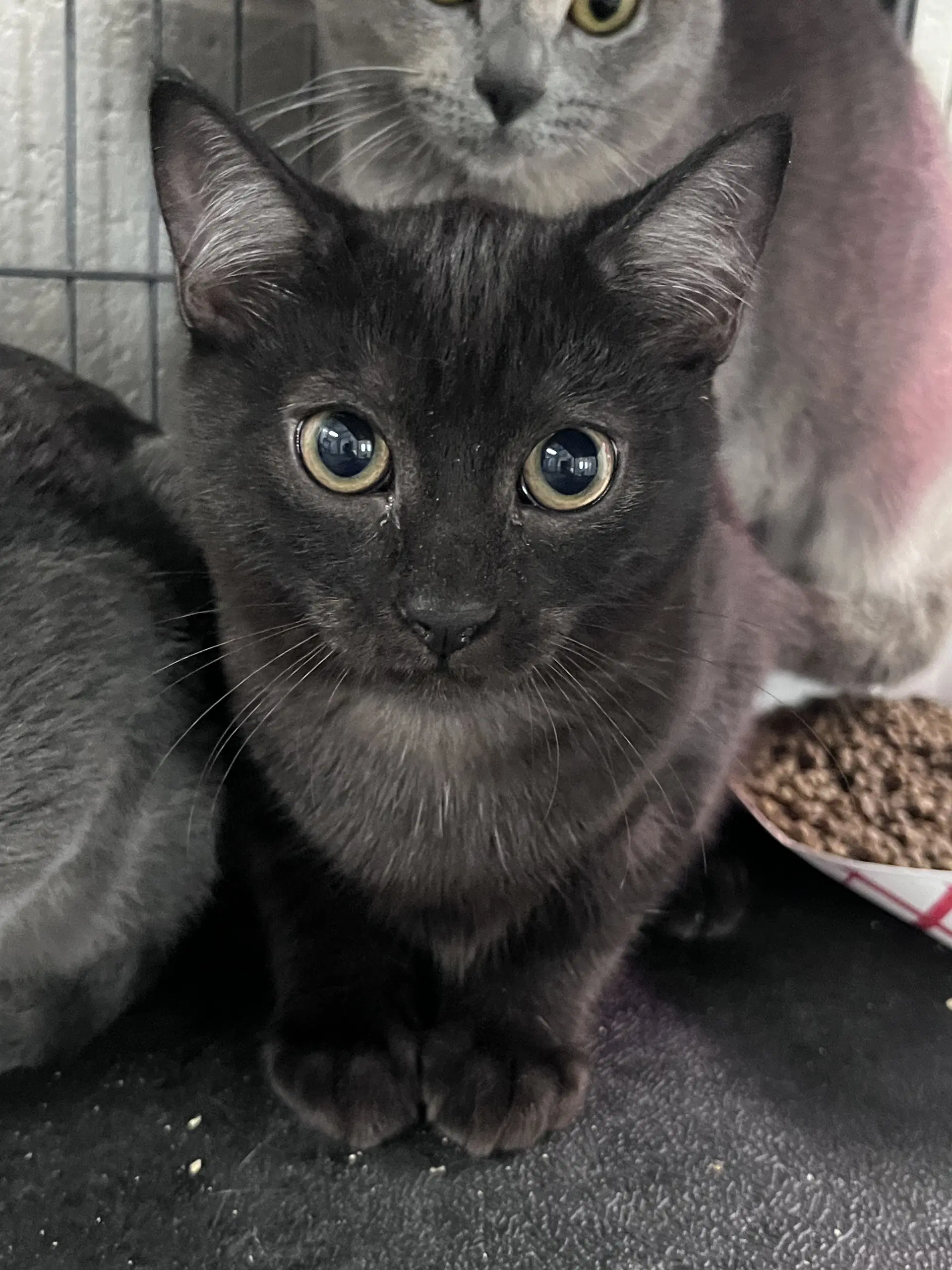 Skipperdee - Domestic Short Hair