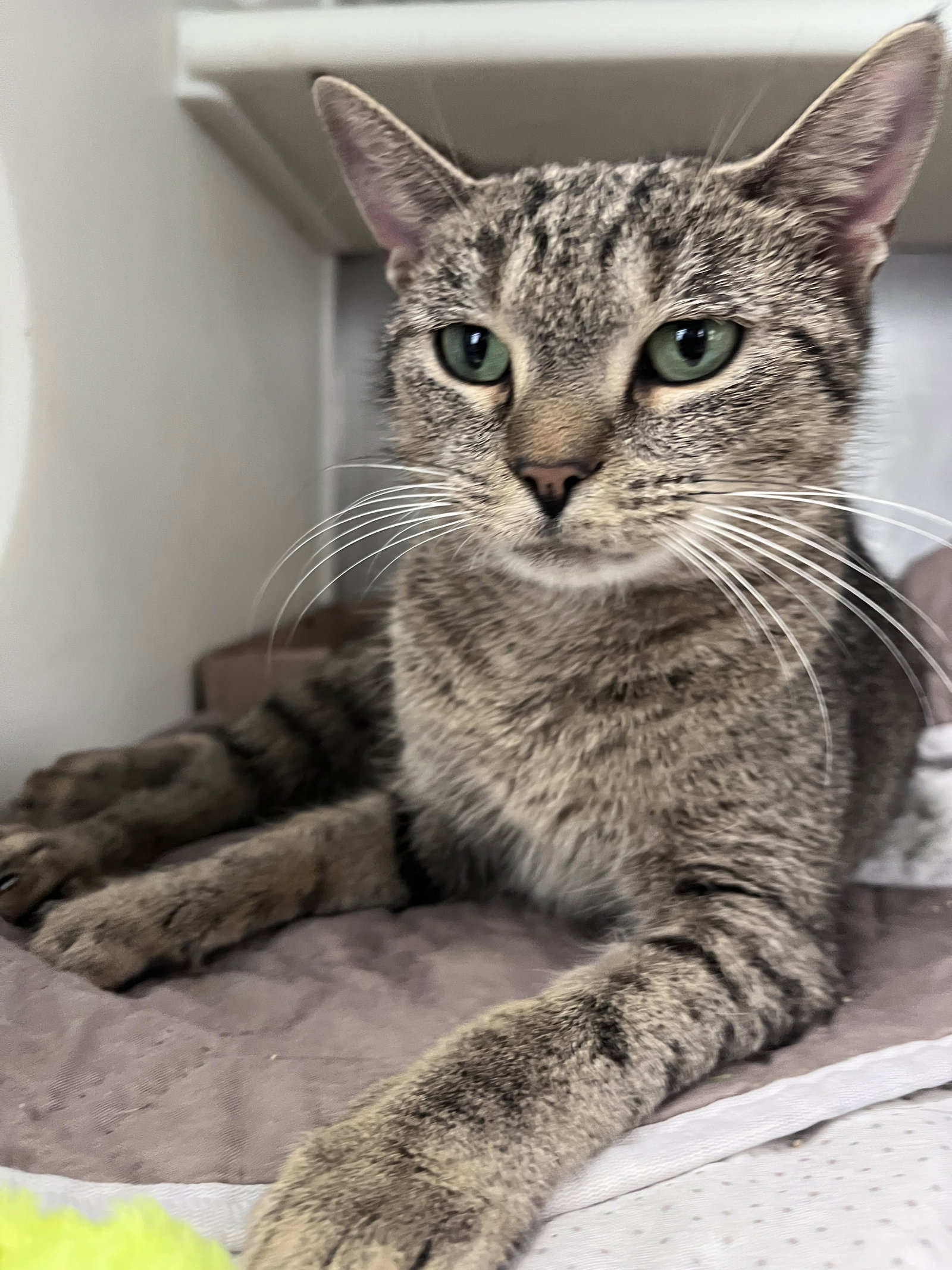 Acura, Domestic Short Hair