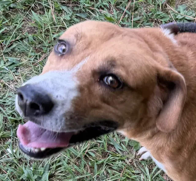 Stella - Hound