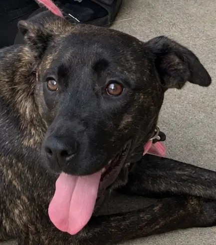 Nessie - American Pit Bull Terrier