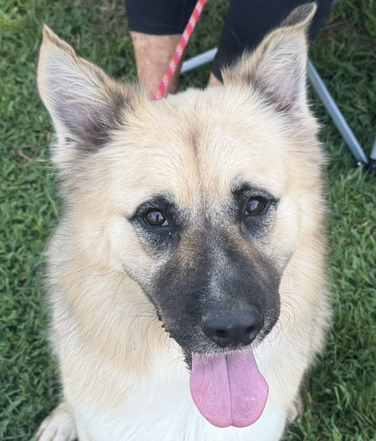 Balto, Shepherd