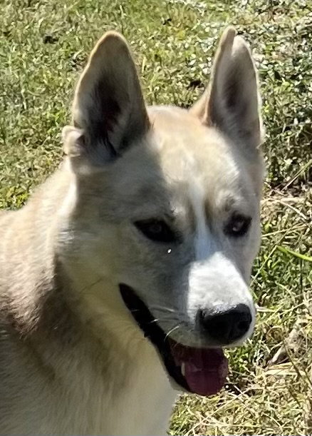 Zephyr, Husky
