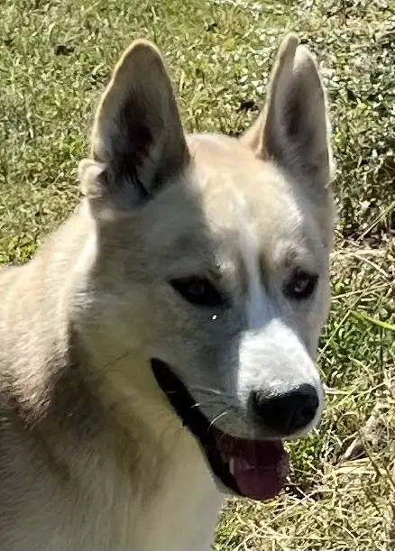 Zephyr - Husky