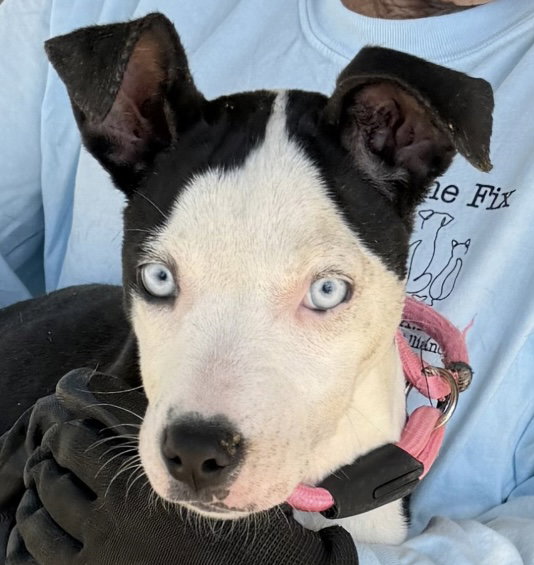 Vada, American Pit Bull Terrier