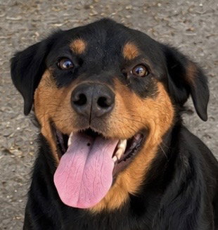 Sarasota, Doberman Pinscher