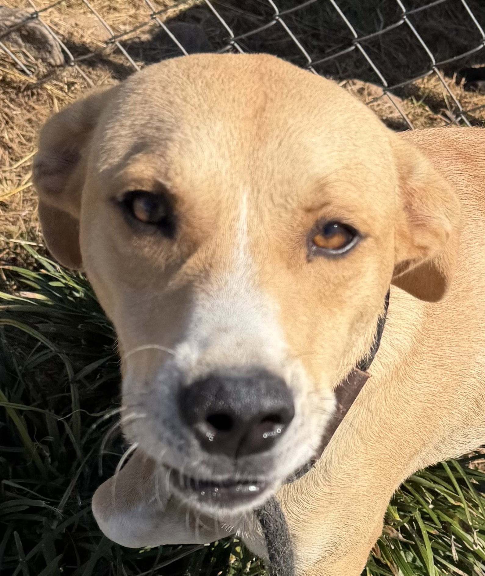 Gambit, Labrador Retriever