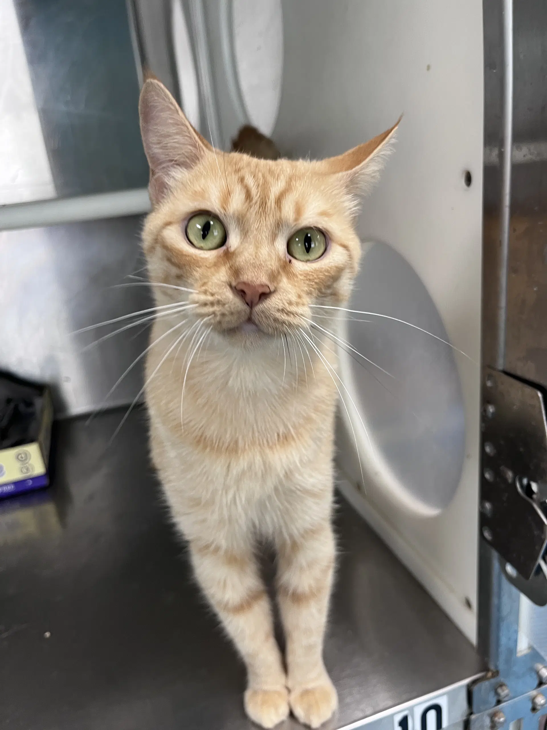 Abby - Domestic Short Hair