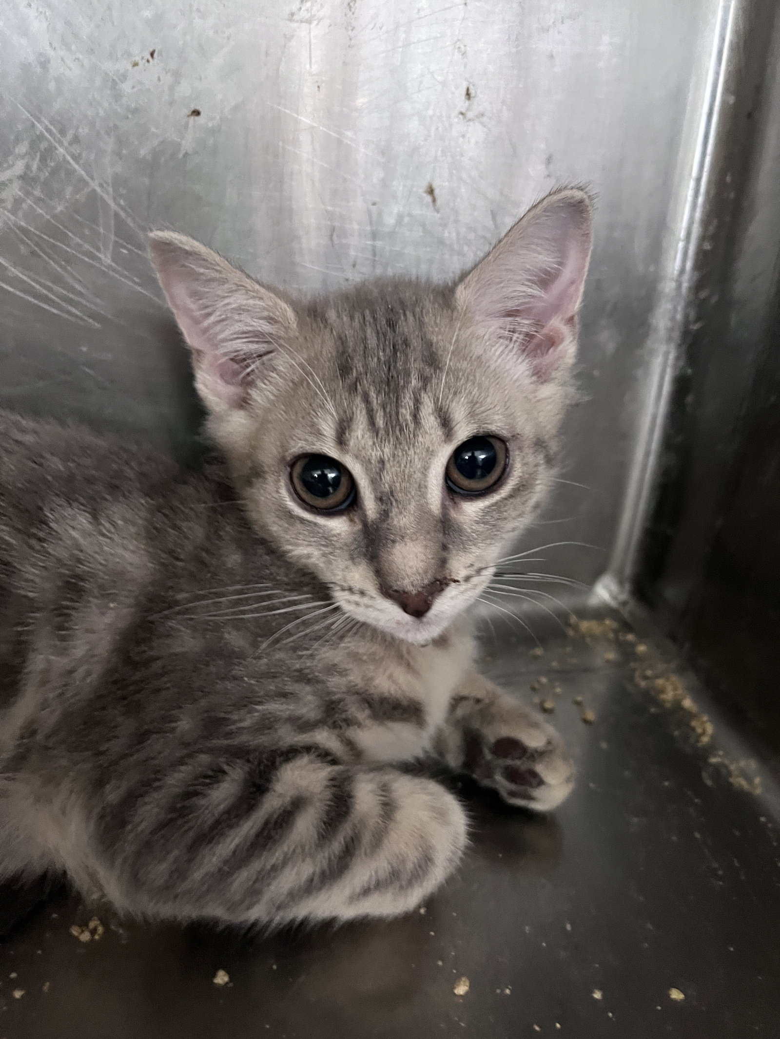 Sarah, Domestic Short Hair