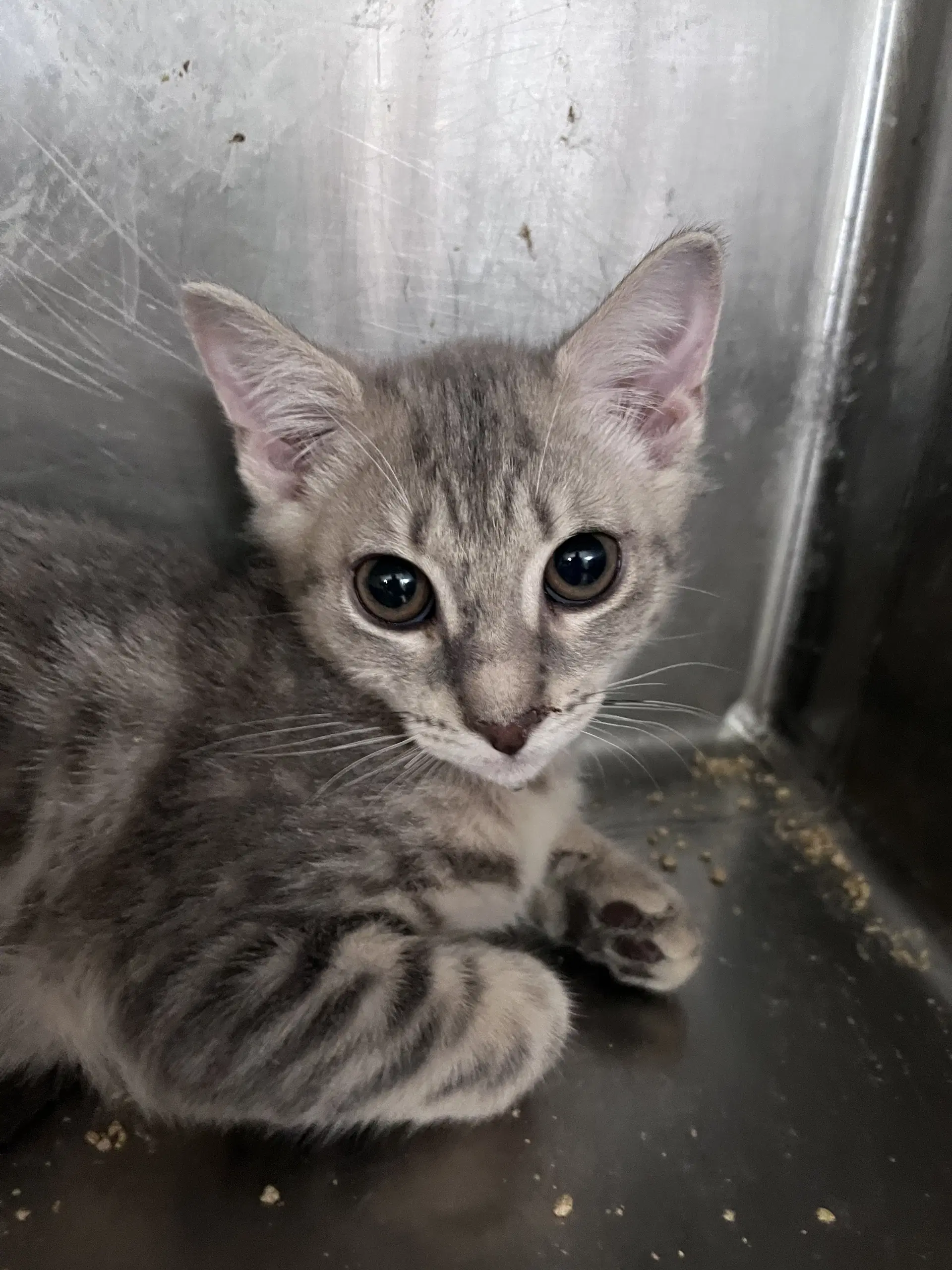 Sarah - Domestic Short Hair