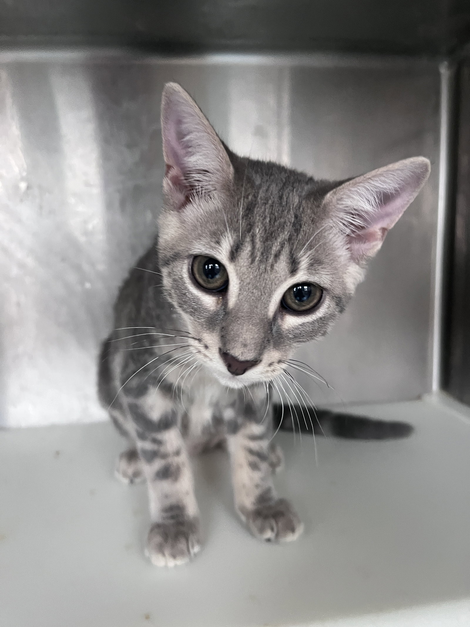 Hannah, Domestic Short Hair
