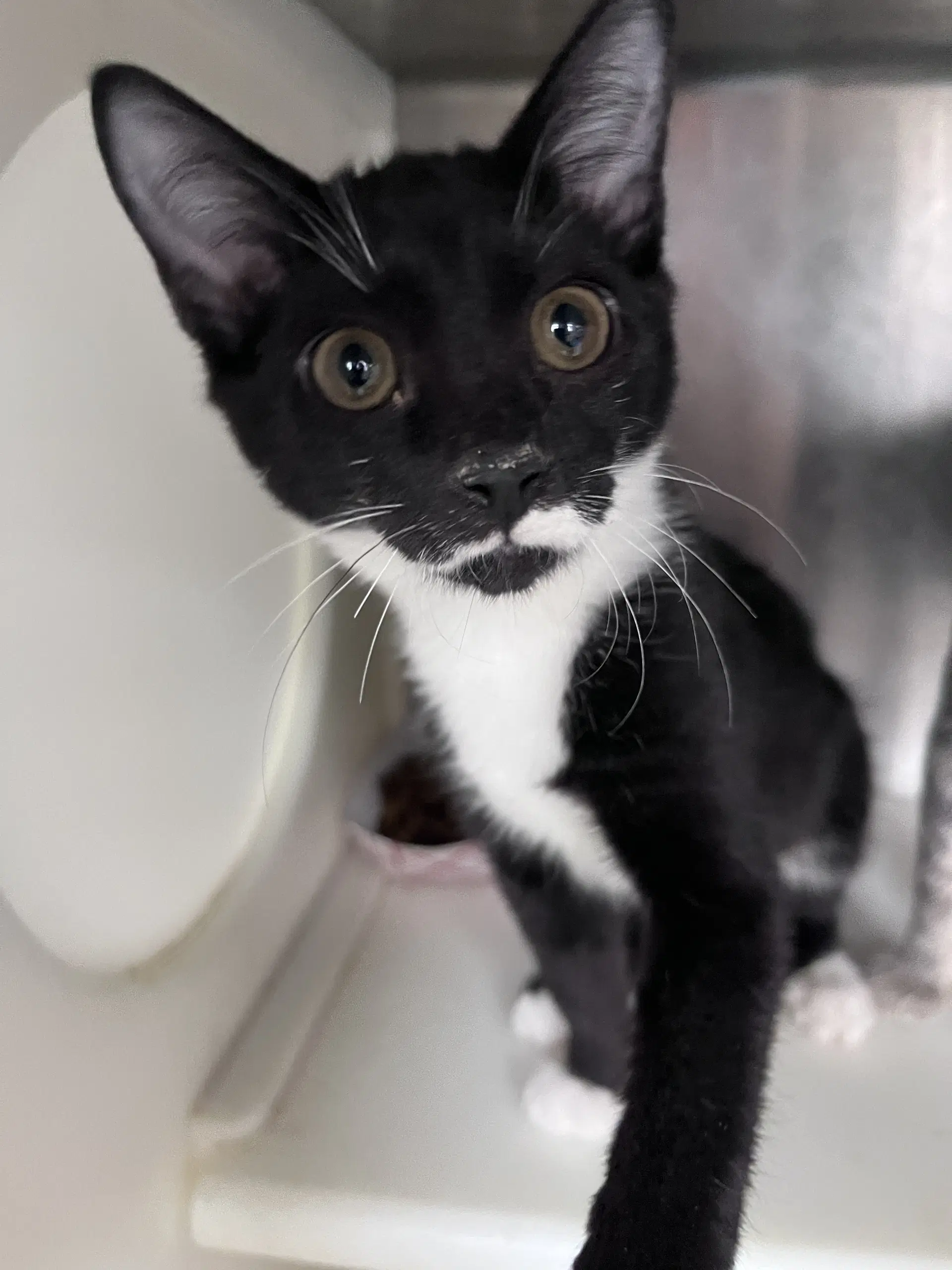 Esther - Domestic Short Hair