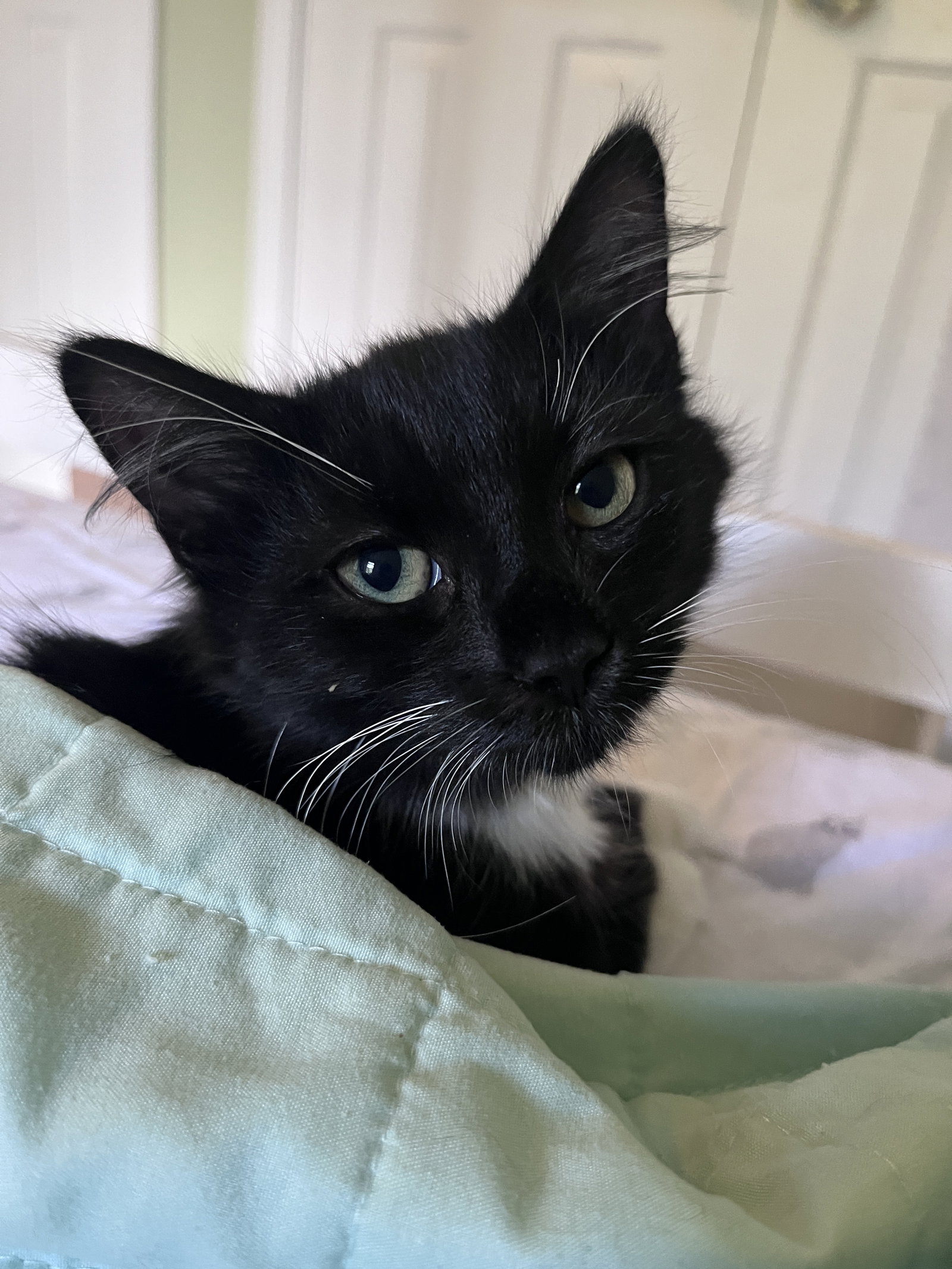 Margaret, Domestic Medium Hair
