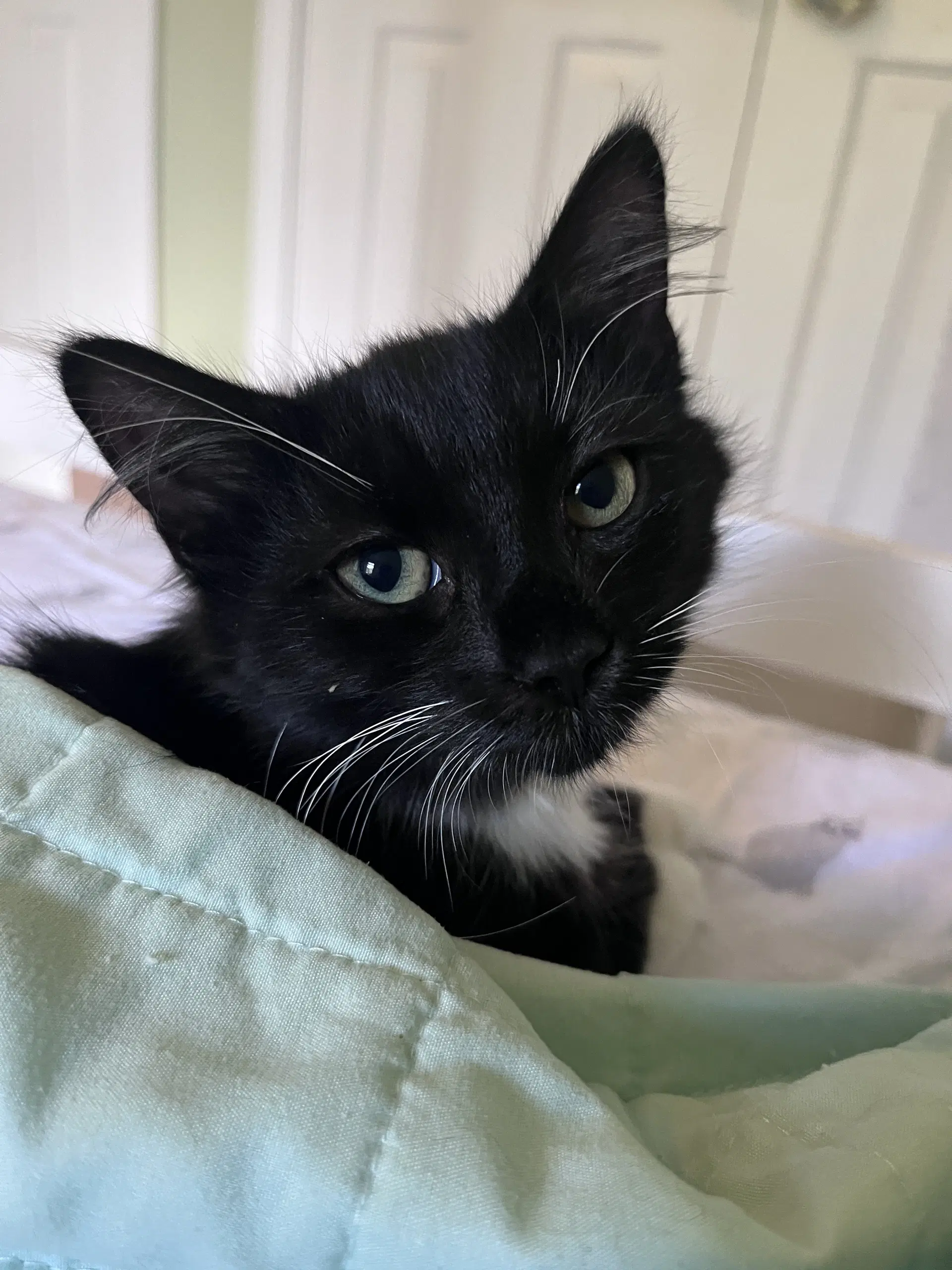 Margaret - Domestic Medium Hair
