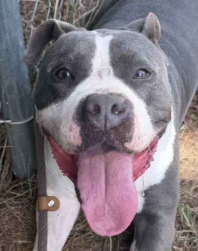 Muffin - American Pit Bull Terrier