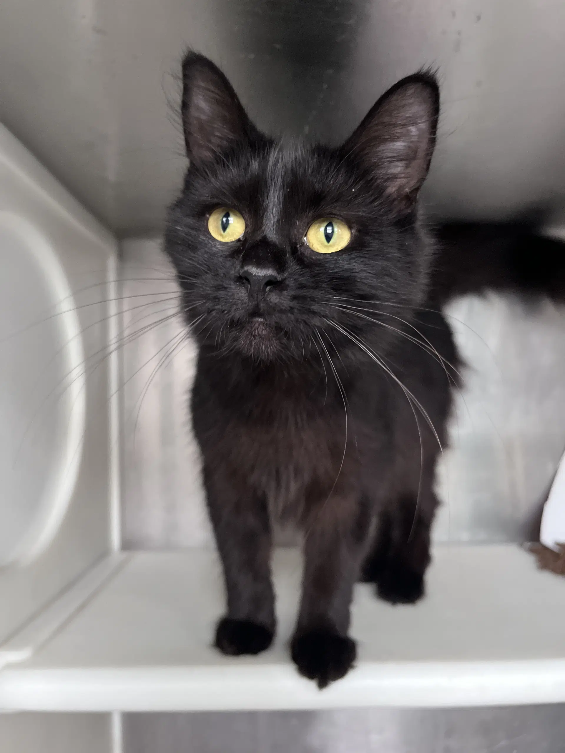 Jacqueline - Domestic Medium Hair