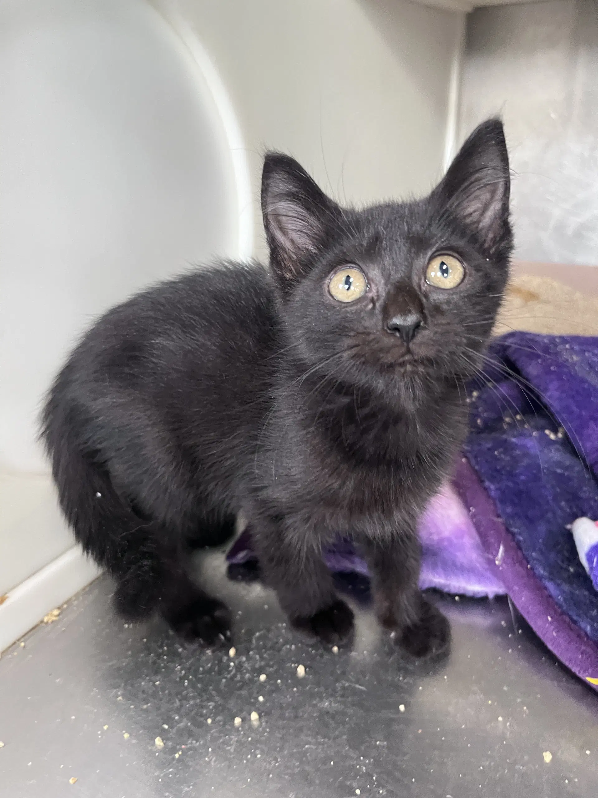 Croft - Domestic Short Hair