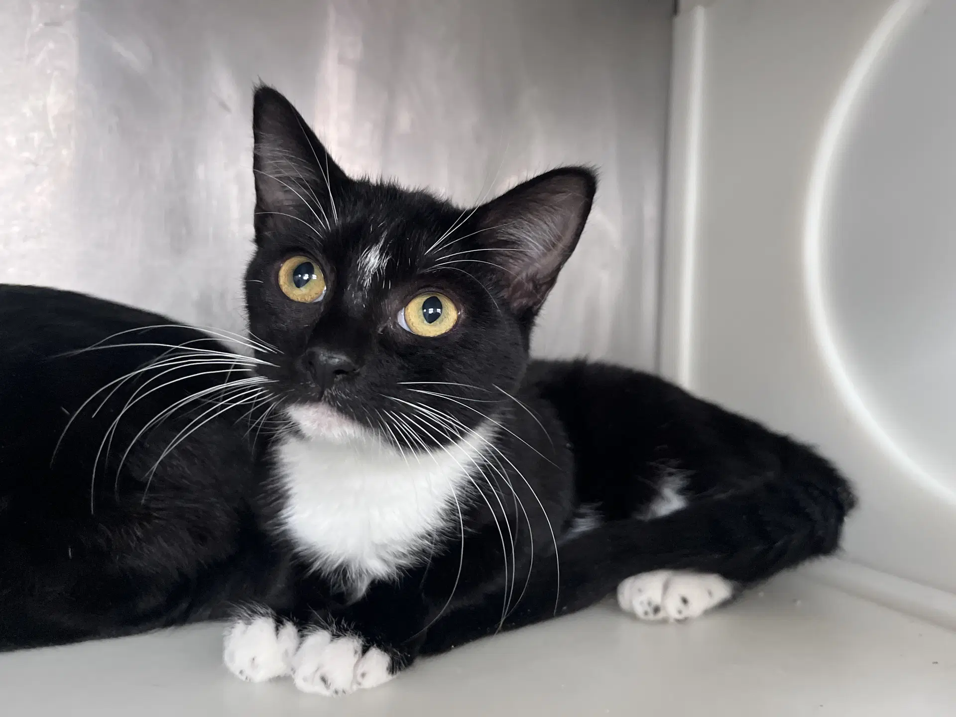 Coco - Domestic Short Hair