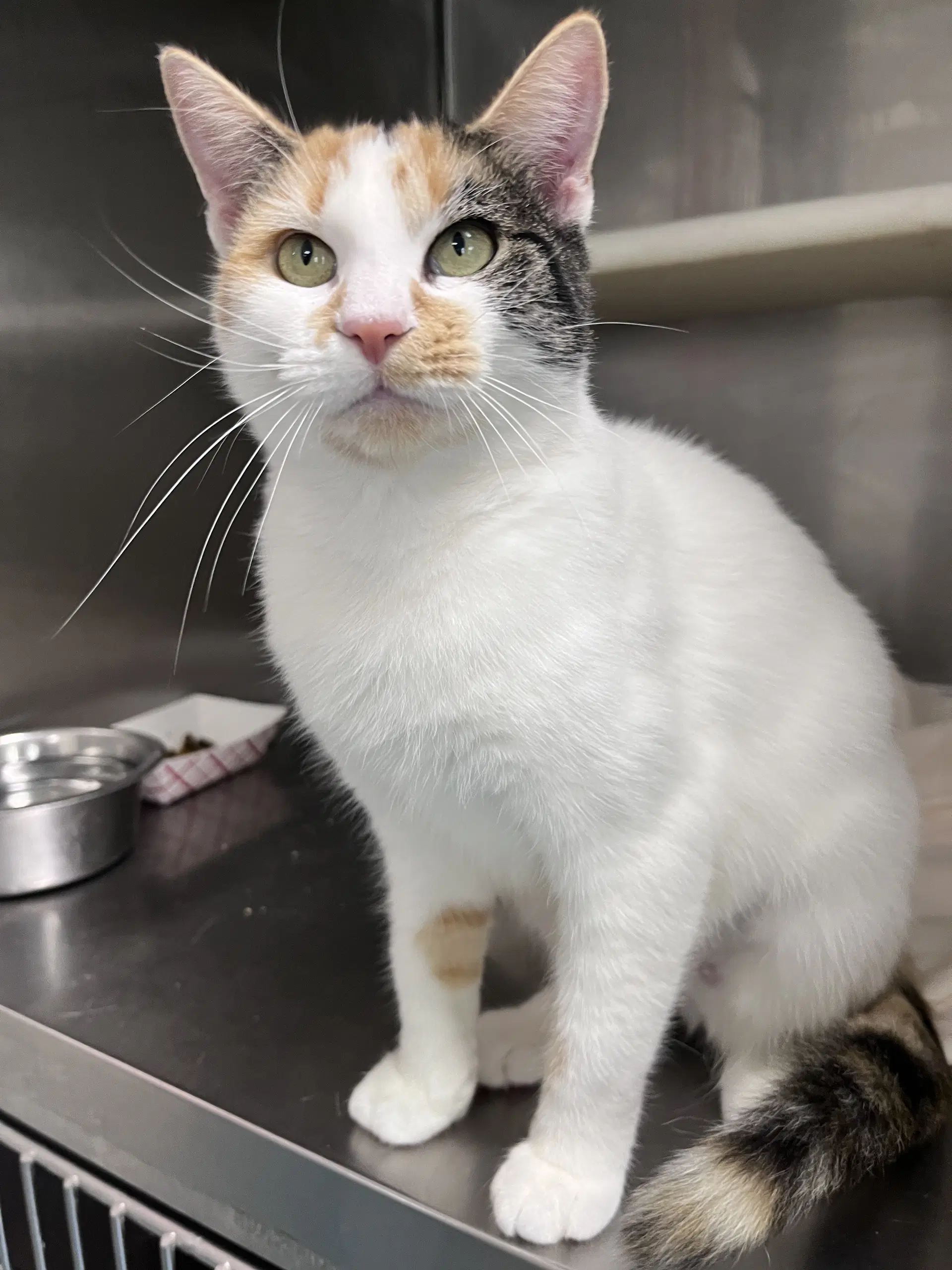 Della - Domestic Short Hair