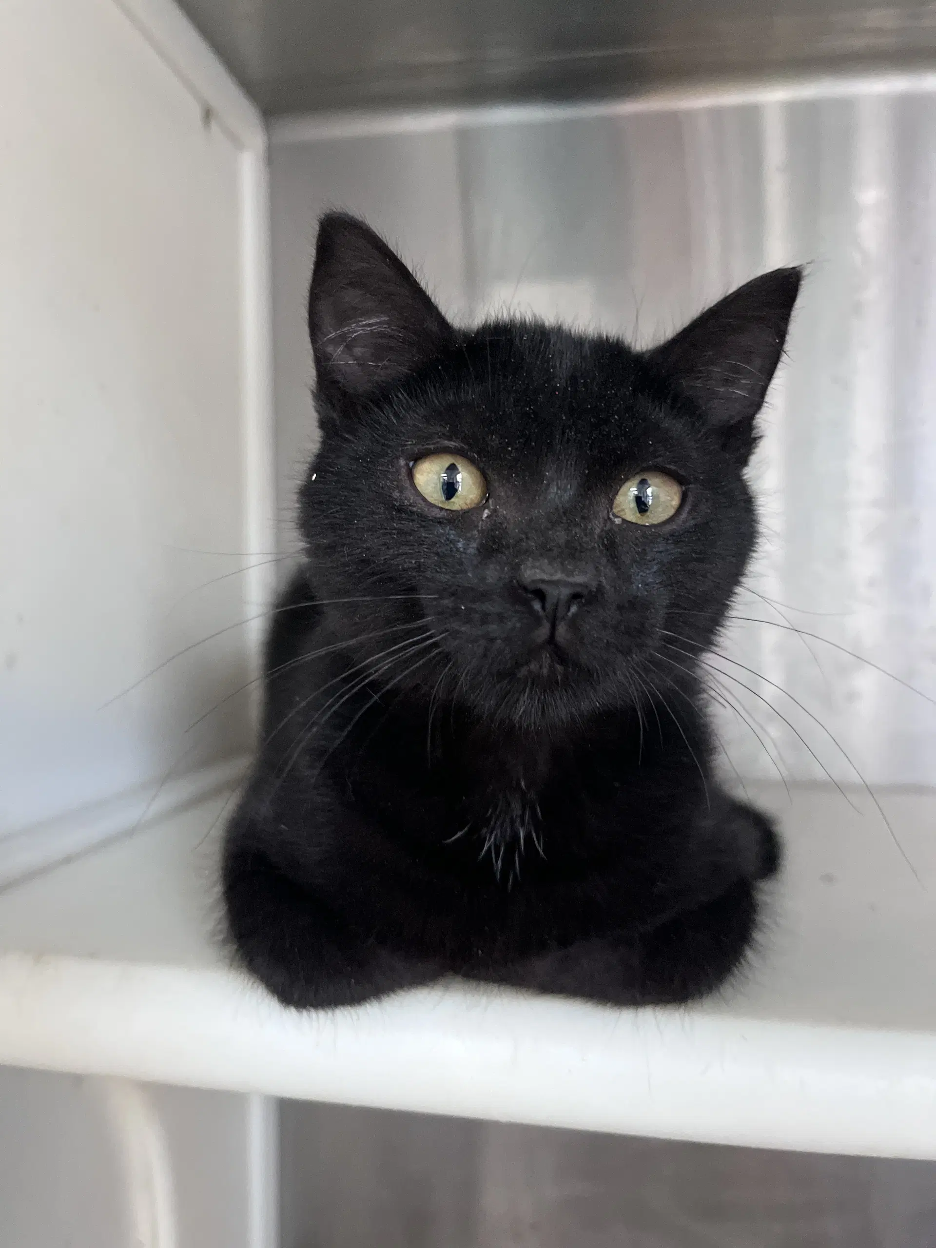 Link Cat - Domestic Short Hair