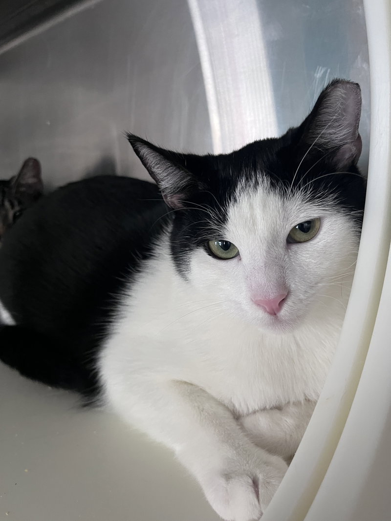 Quartz, a young male cat up for adoption