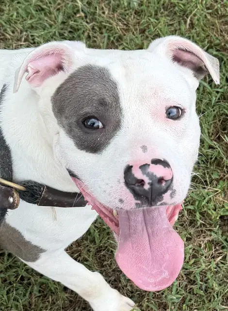 Marco - American Pit Bull Terrier