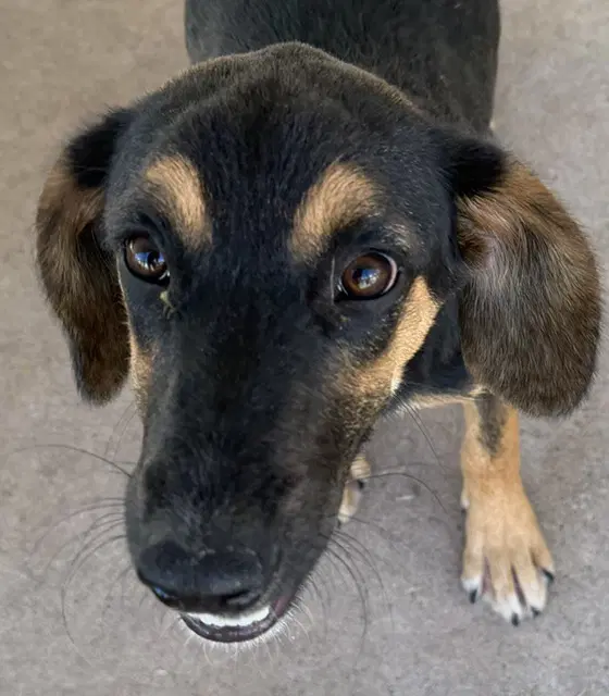 Lady - English Coonhound