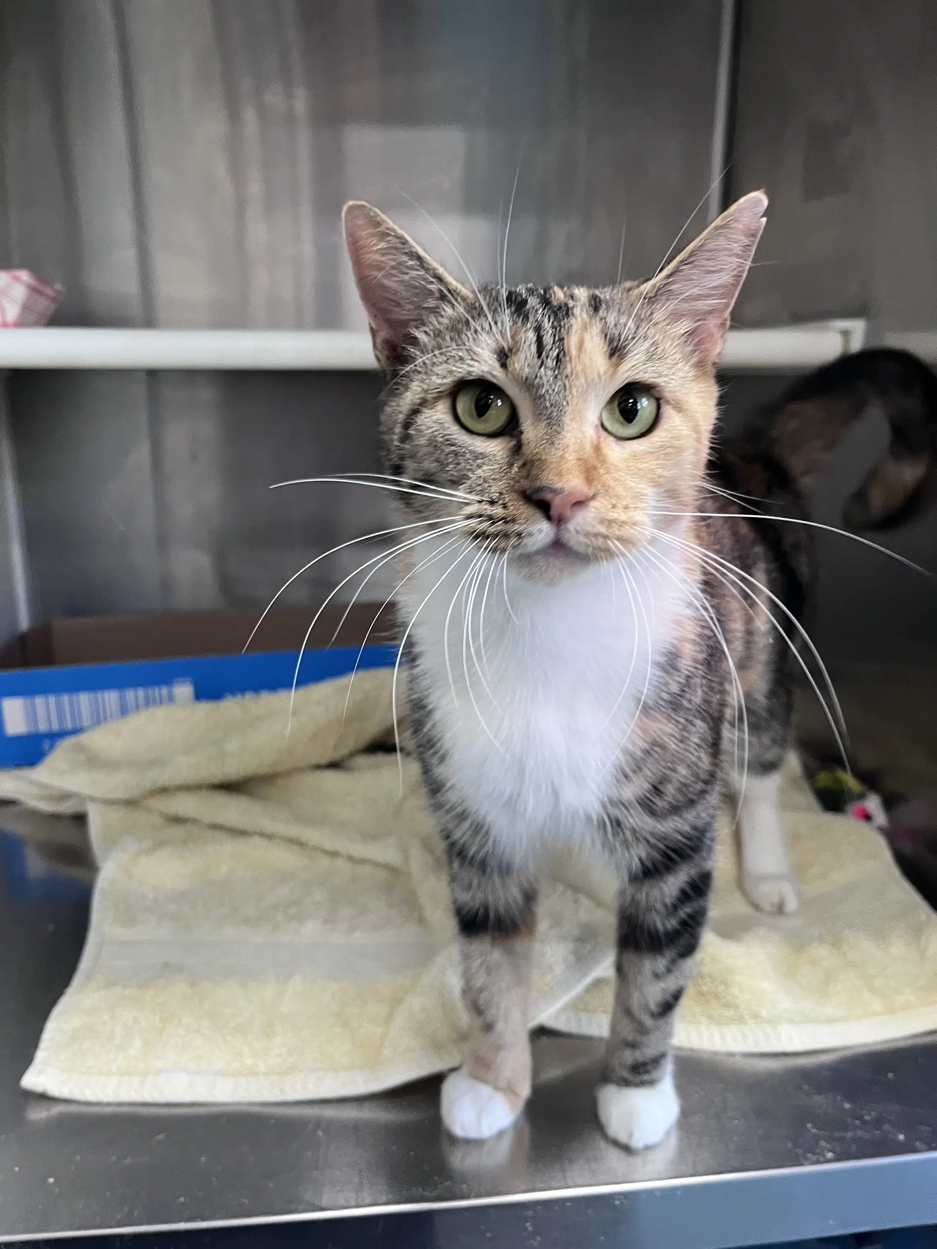 Diala - Domestic Short Hair