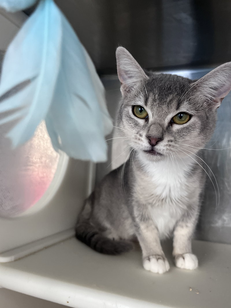 Dina, a young female cat up for adoption