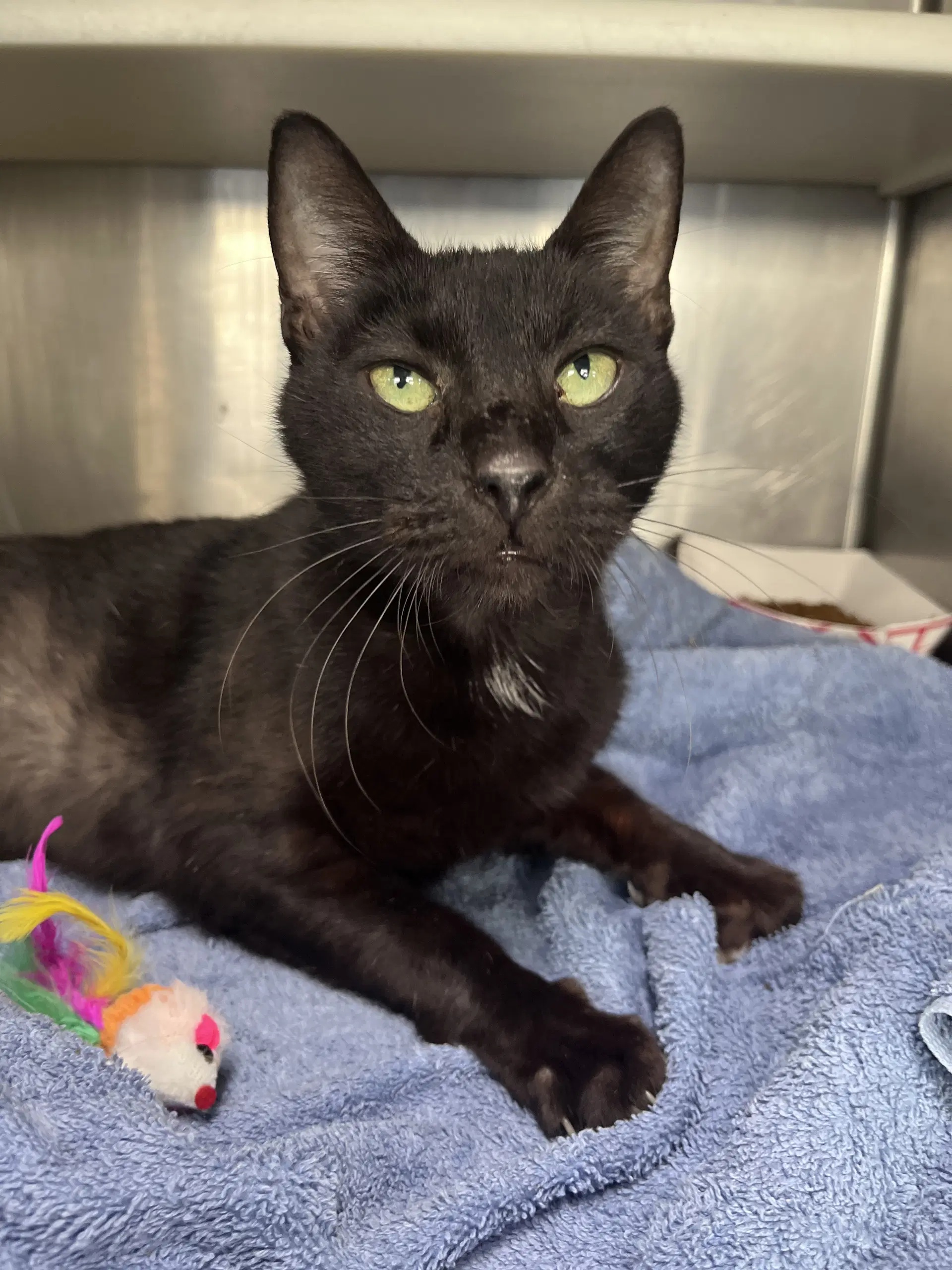 Deigo - Domestic Short Hair