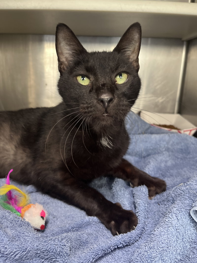 Deigo, an adult male cat up for adoption
