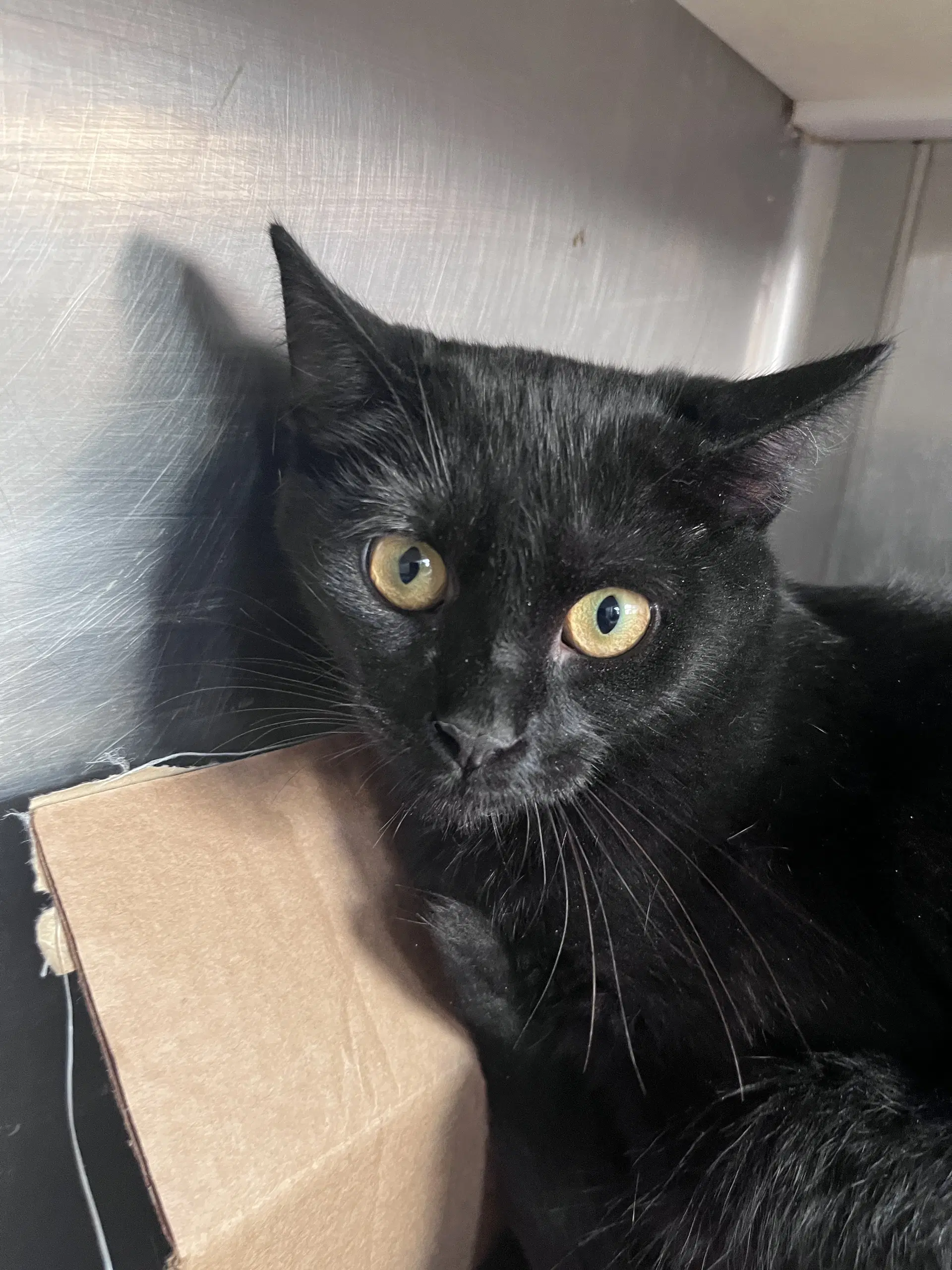 Daya - Domestic Short Hair