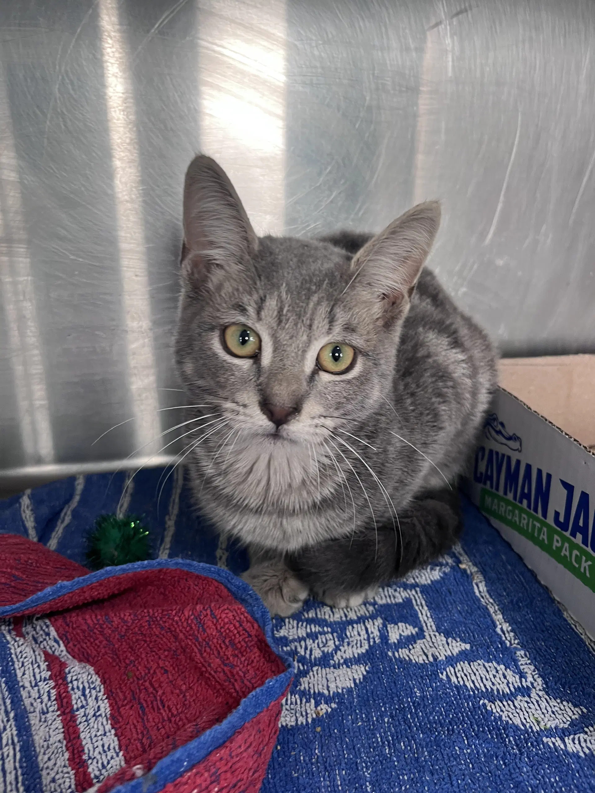 Miller - Domestic Short Hair