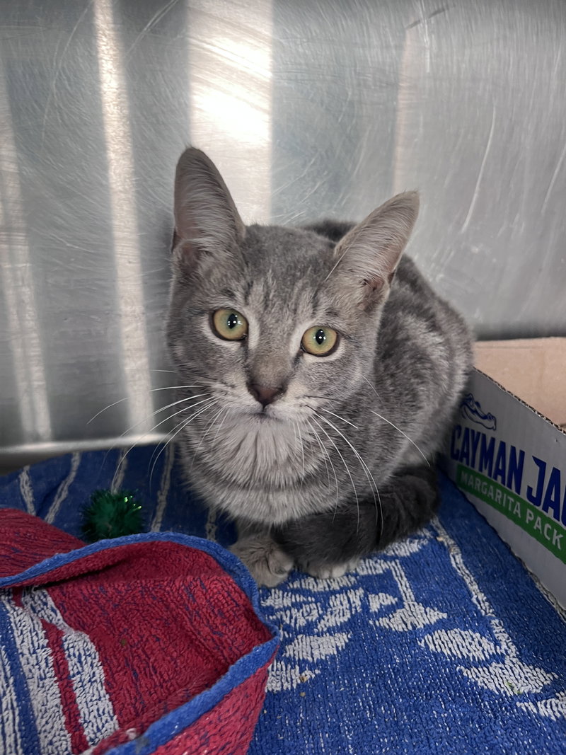 Miller, a young male cat up for adoption