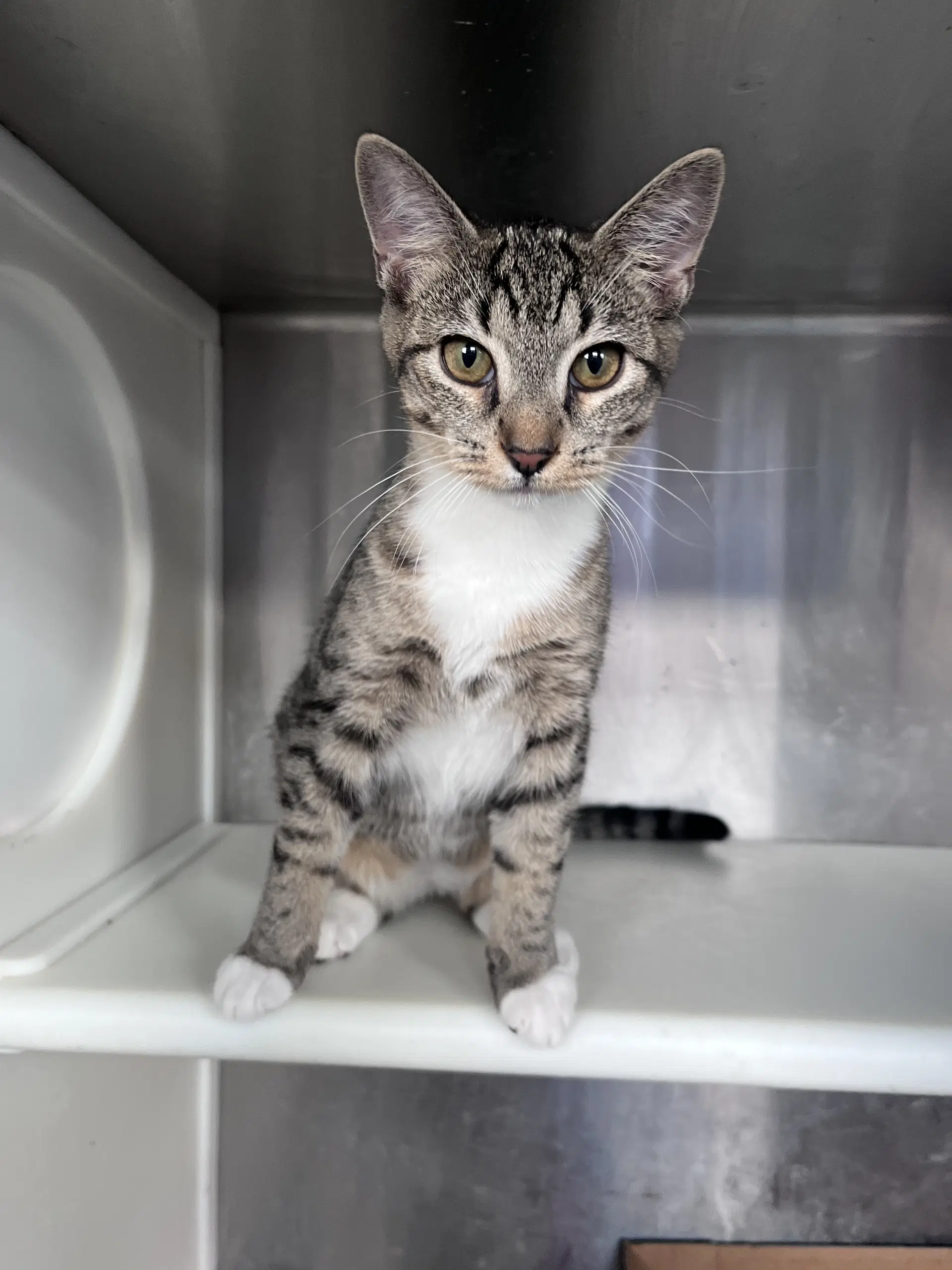 Harrison - Domestic Short Hair