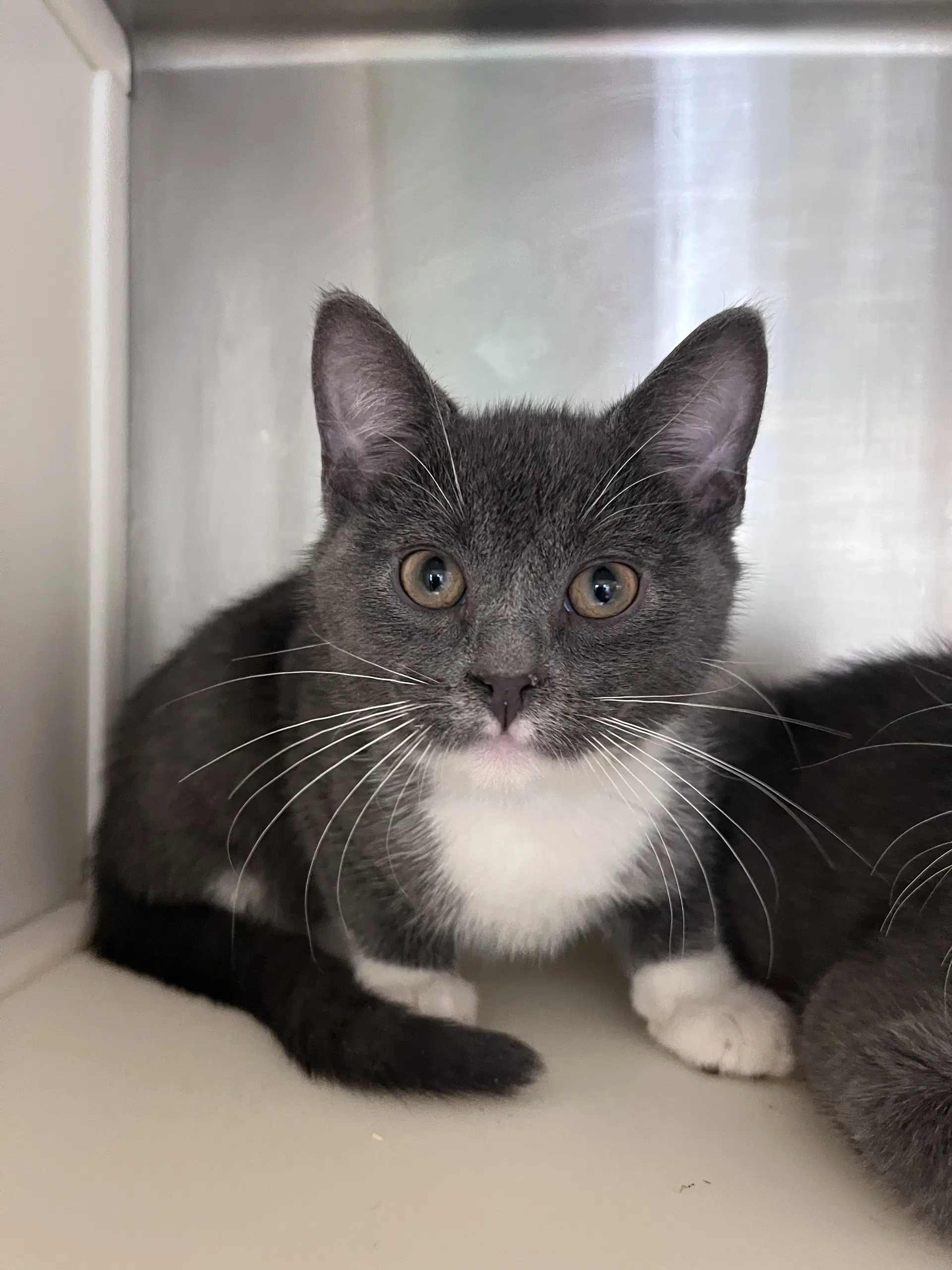 Vinson - Domestic Short Hair