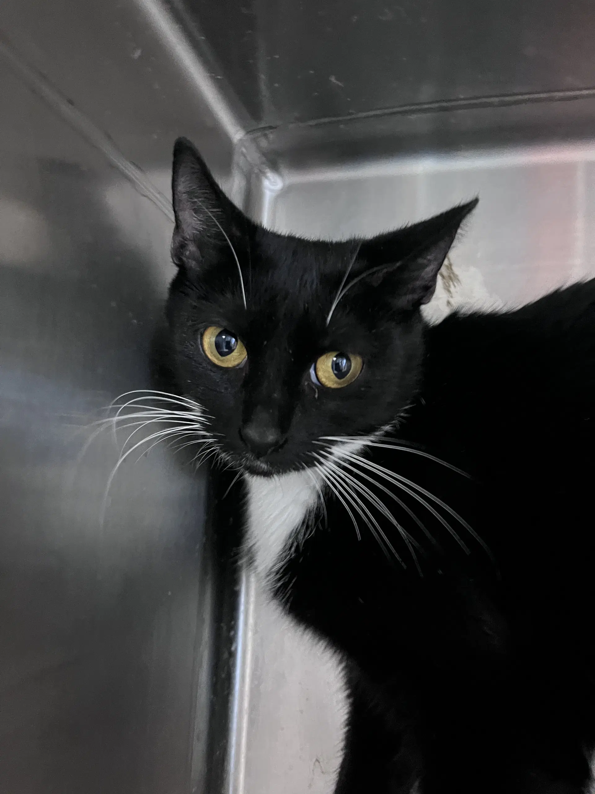 Sweetie Potamus - Domestic Short Hair