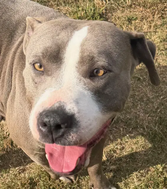 May - American Pit Bull Terrier
