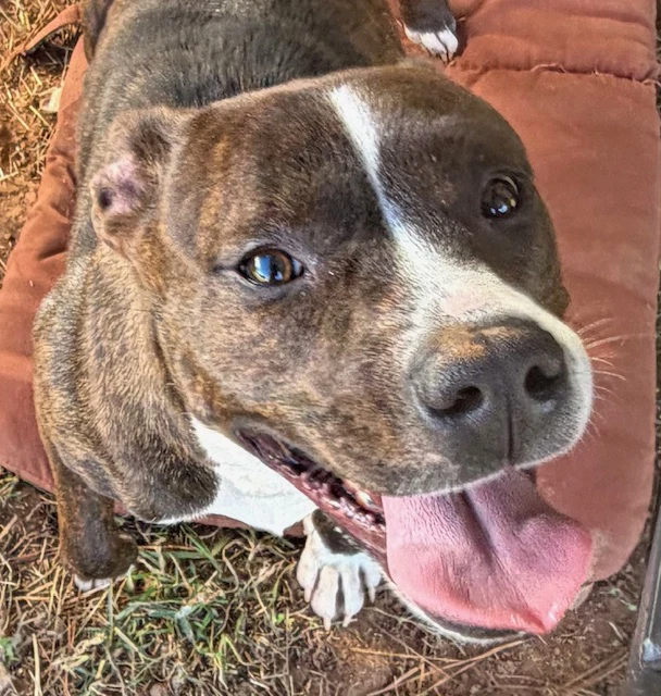 Nova