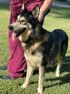 adoptable Dog in Mount Vernon, IN named Storm