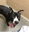 adoptable Dog in Vernon, IN named Meatball