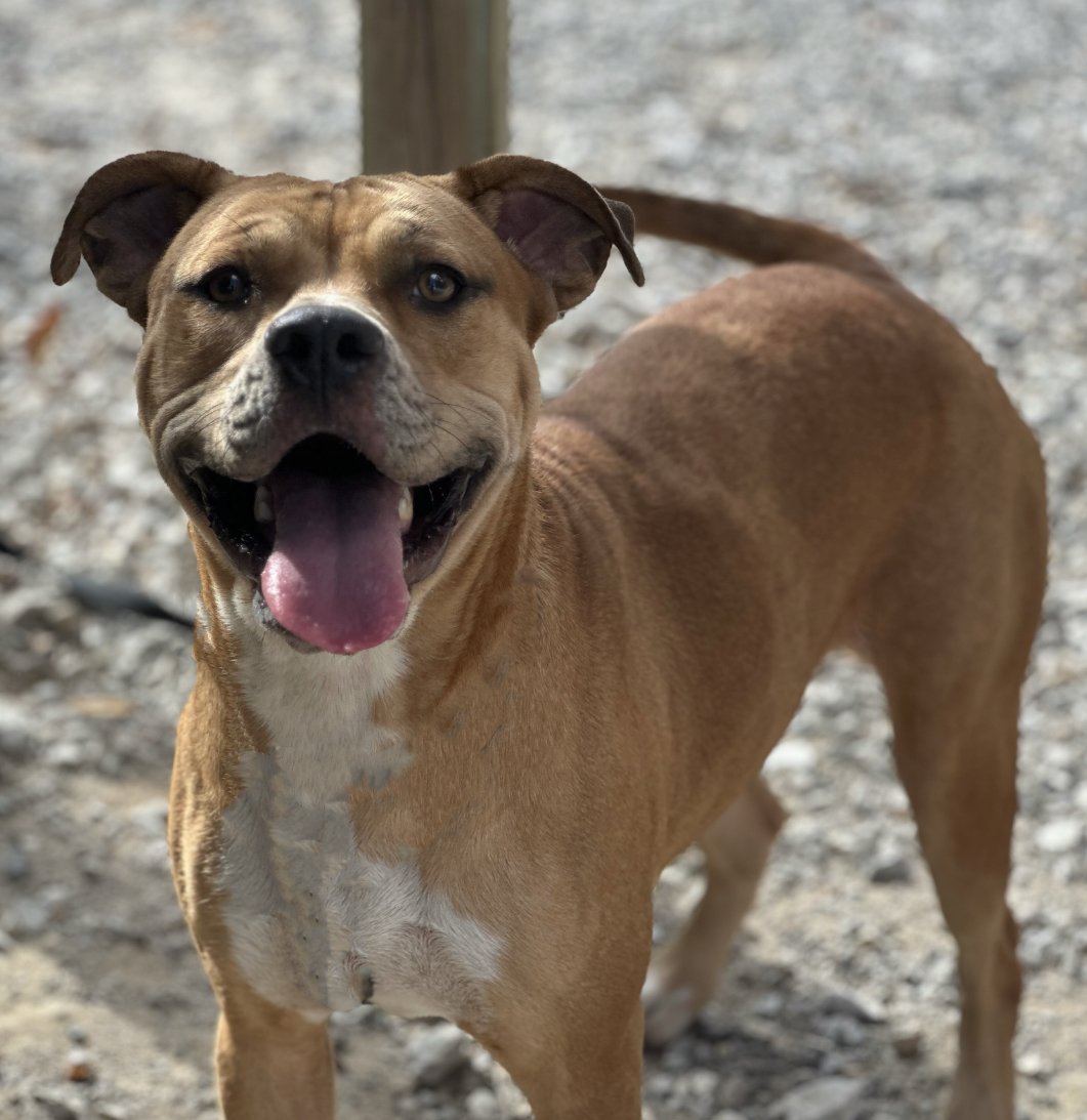 adoptable Dog in Mount Vernon, IN named Lani