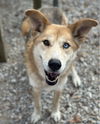 adoptable Dog in Mount Vernon, IN named Penelope