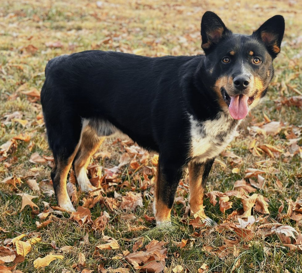 adoptable Dog in Mount Vernon, IN named Chip