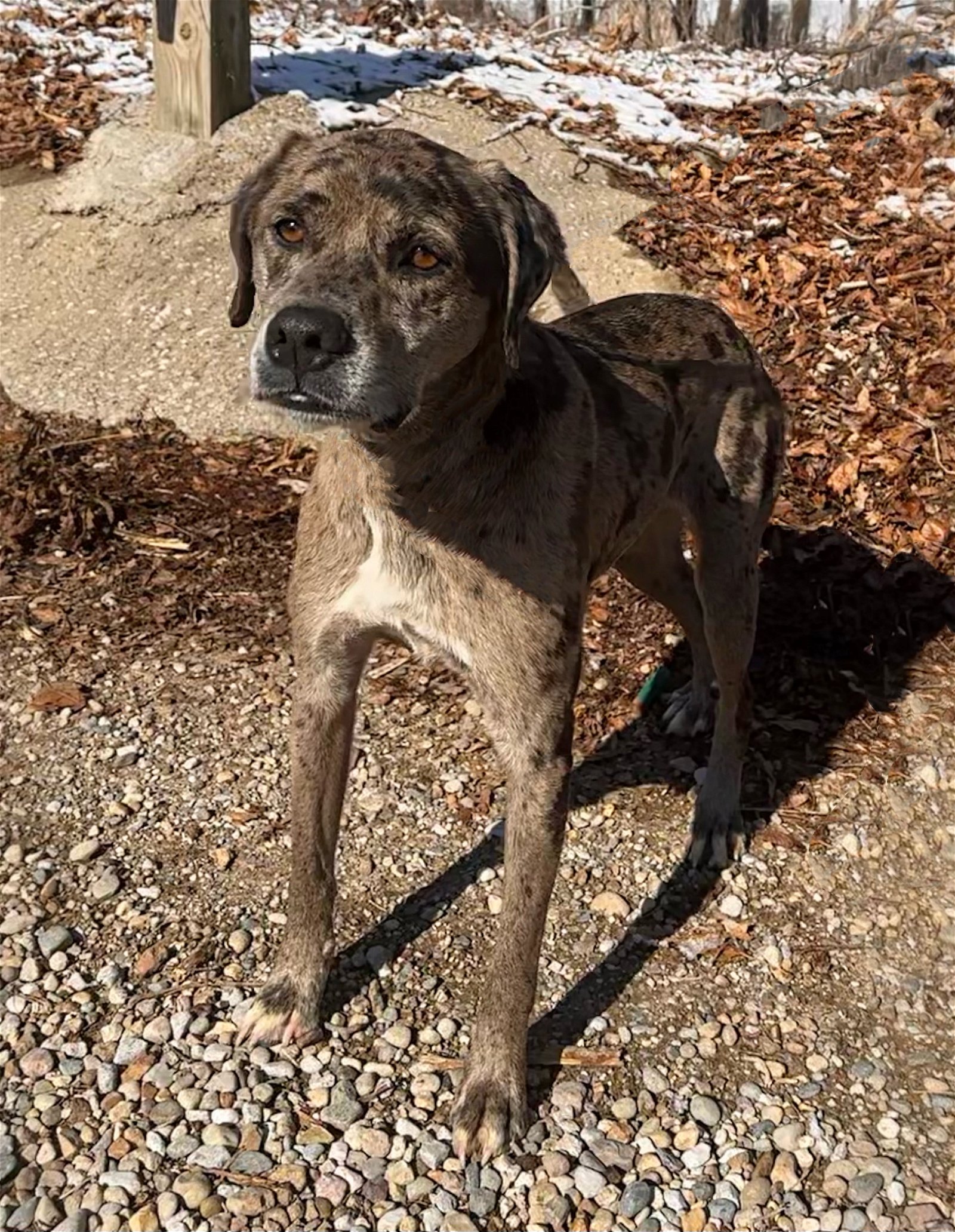 adoptable Dog in Mount Vernon, IN named Rapala