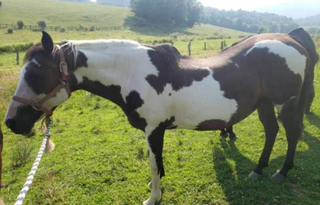 adoptable Horse in Mouth Of Wilson, VA named Appachi