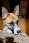 adoptable Dog in , VA named Gunner