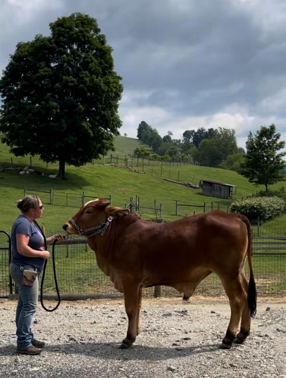 adoptable Cow in Mouth Of Wilson, VA named Mangus