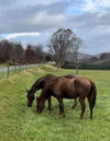 adoptable Horse in  named Cierra & Blaze