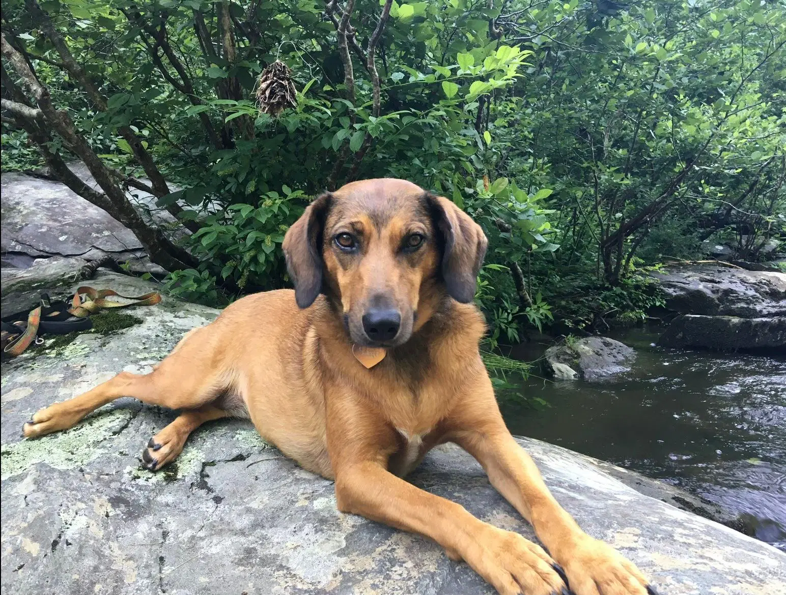 Sage - Lab