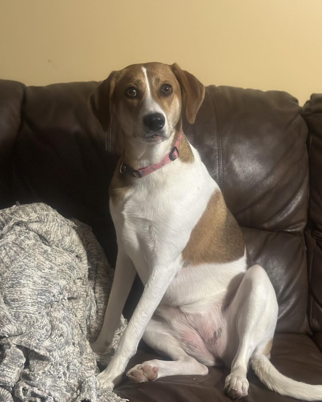 adoptable Dog in Mouth Of Wilson, VA named Penny